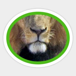 Lion Oval Sticker